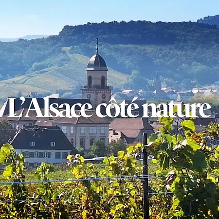 Apartment Le Schlossreben - La Maison Des Vignerons *