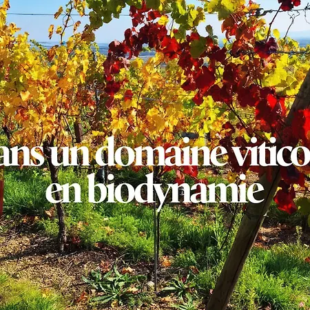 Le Schlossreben - La Maison Des Vignerons Apartment Orschwiller