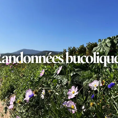 Apartment Le Schlossreben - La Maison Des Vignerons *